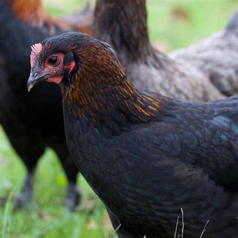 bcm chicks|French Black Copper Marans (Alchemist Line).